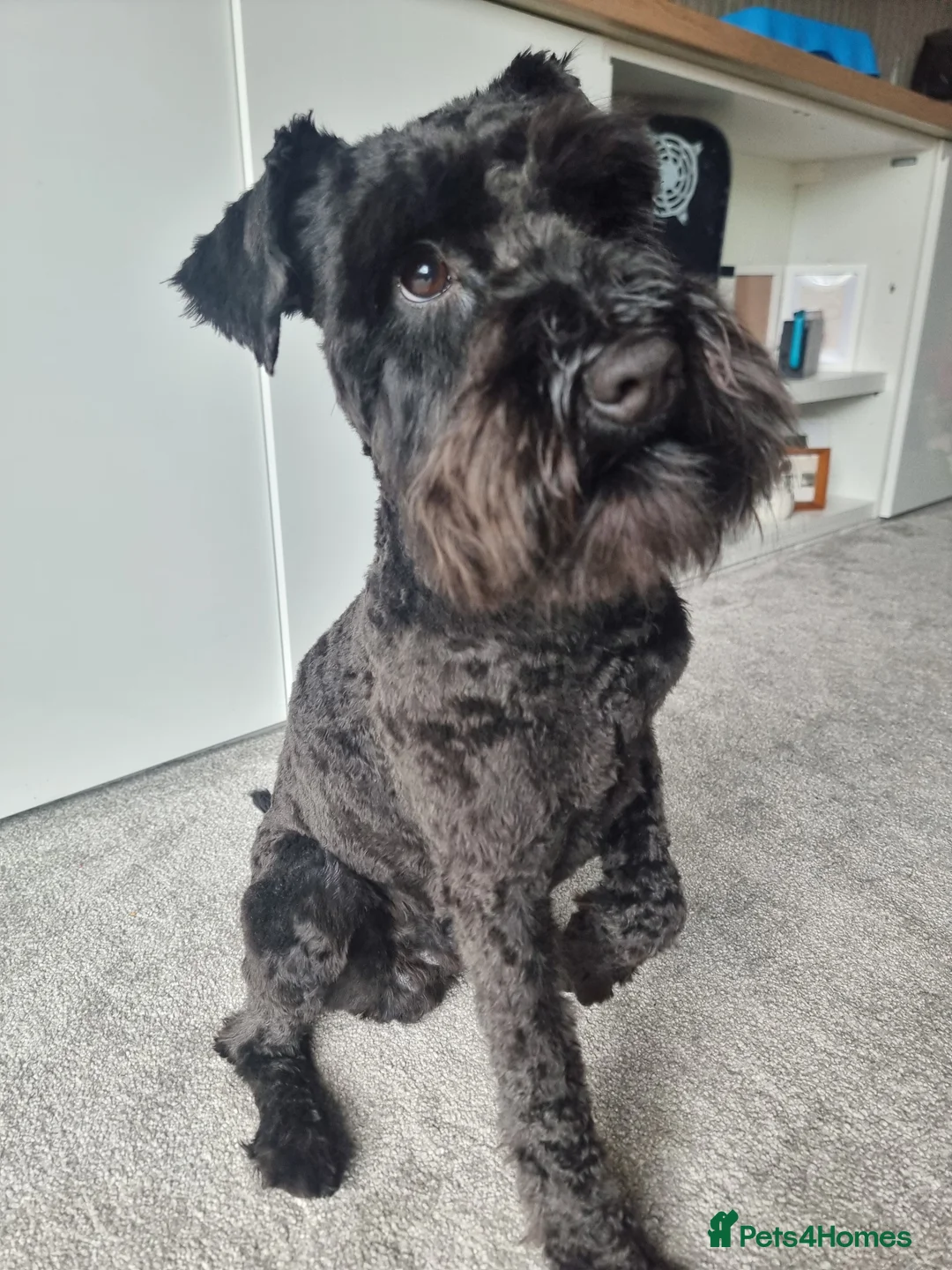 Miniature Schnauzer dogs for stud: Minature Schnauzer for Stud in Glasgow - Advert 2