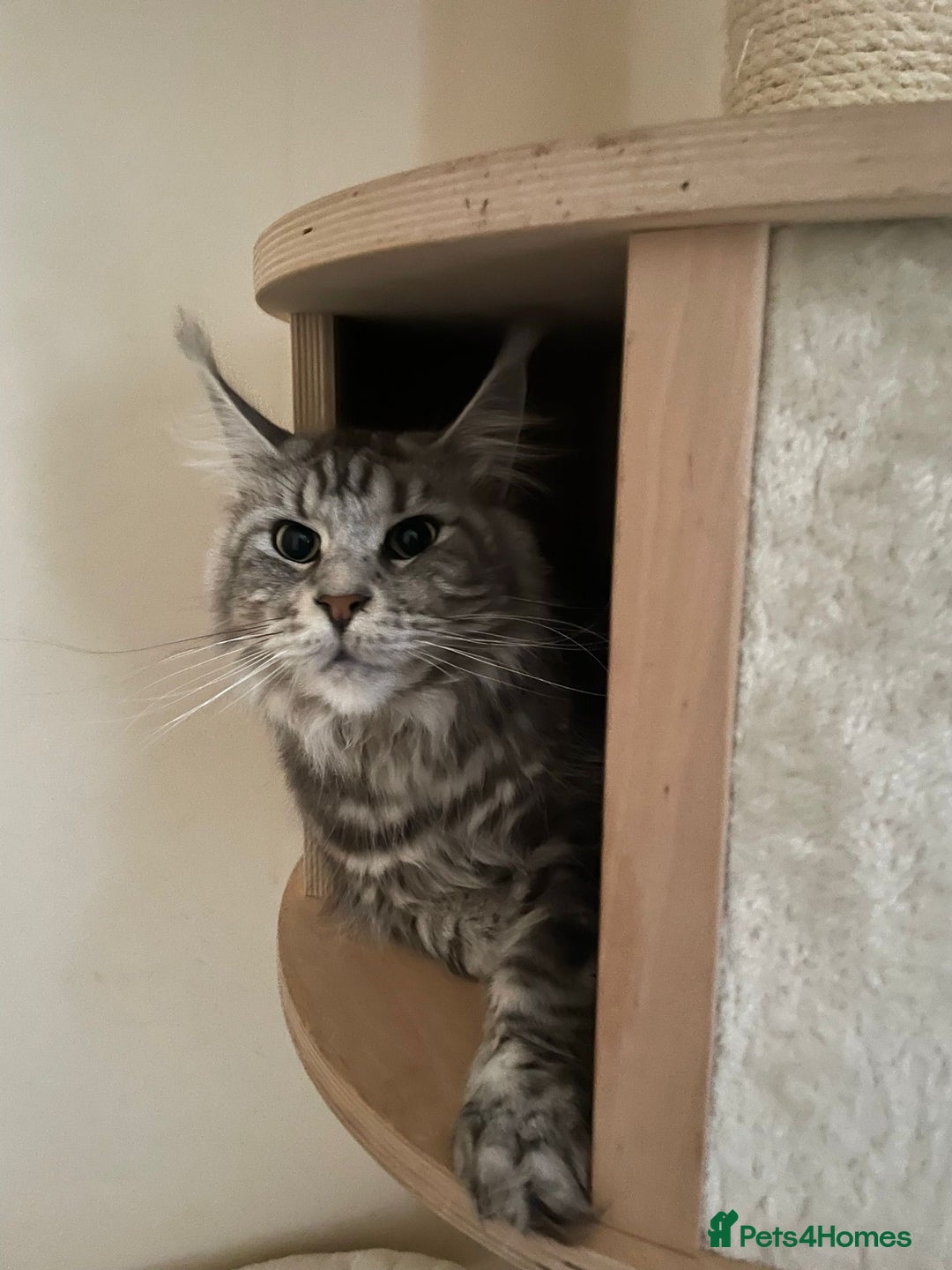 Maine Coon cats for sale: GCCF registered Maine Coon kitten - Advert 1