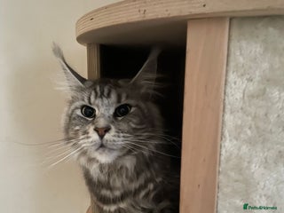 Maine Coon cats GCCF registered Maine Coon kitten - Advert 1