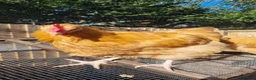 Chickens poultry for sale: Buff Orpington Cockerels  - Advert 4