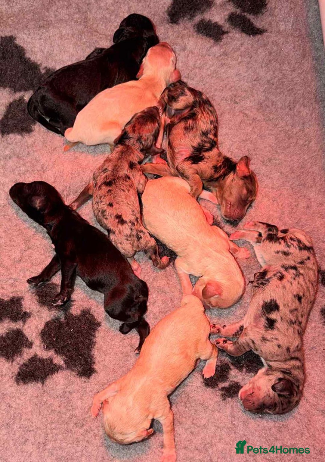 Cockapoo dogs for stud: F1 chocolate merle cockapoo - Advert 4