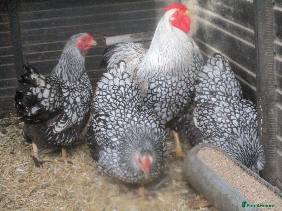 Chickens poultry for sale: Silver Laced Wyandotte Bantam pullets. APHA Reg  - Advert 4