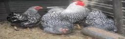 Chickens poultry for sale: Silver Laced Wyandotte Bantam pullets. APHA Reg  - Advert 4