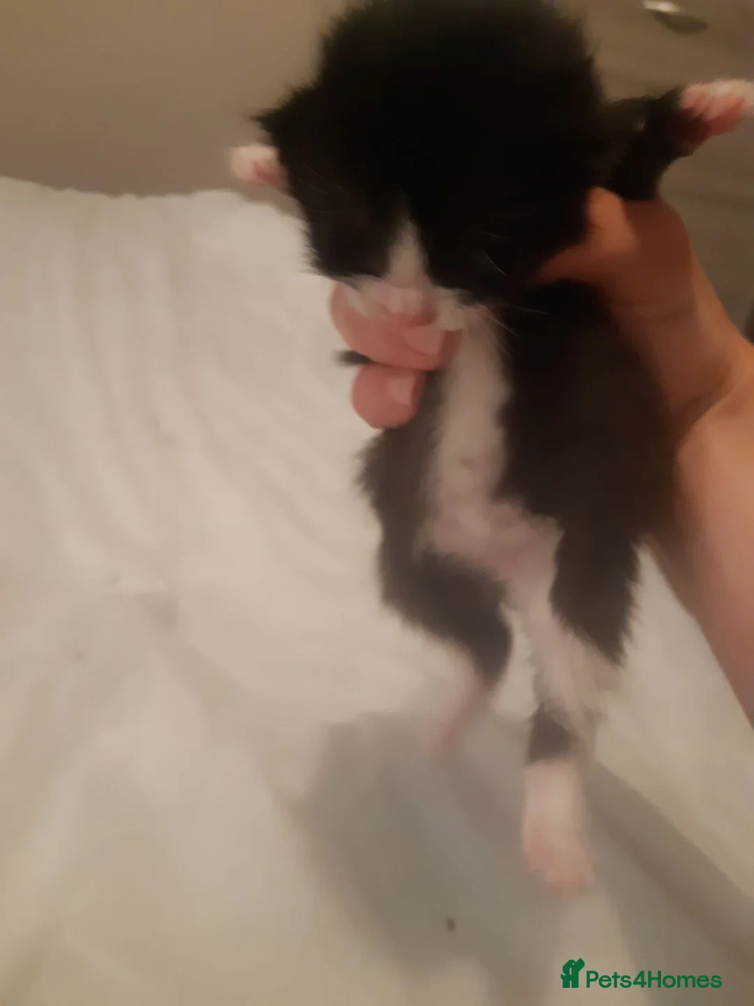 Mixed Breed cats for sale: Gorgeous Fluffy Kittens - Advert 11