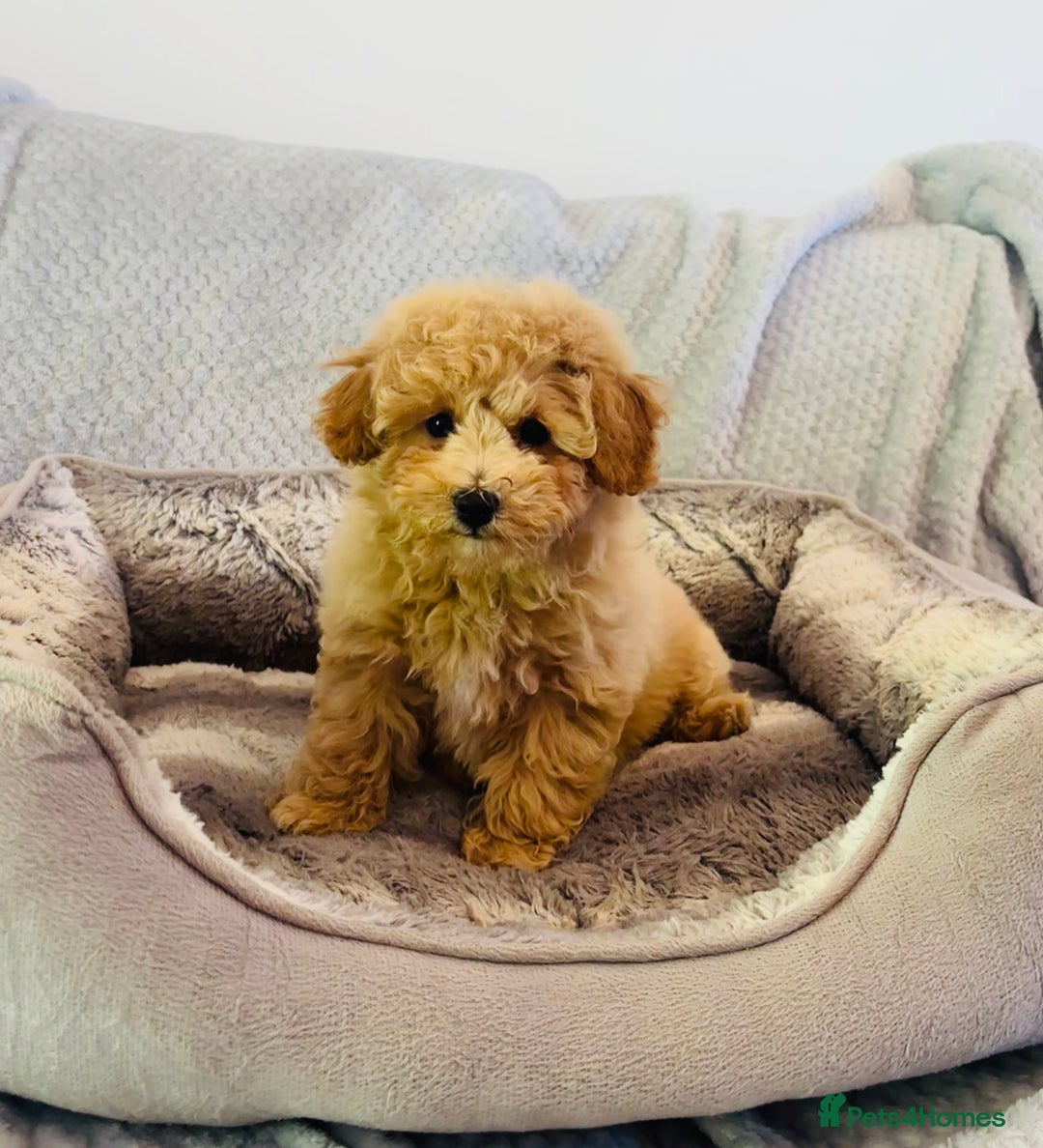 Poochon dogs for sale: Adorable poochon’s  - Image 3