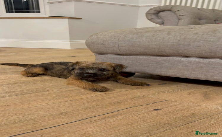 Border Terrier dogs - Advert 1