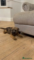 Border Terrier dogs - Advert 2