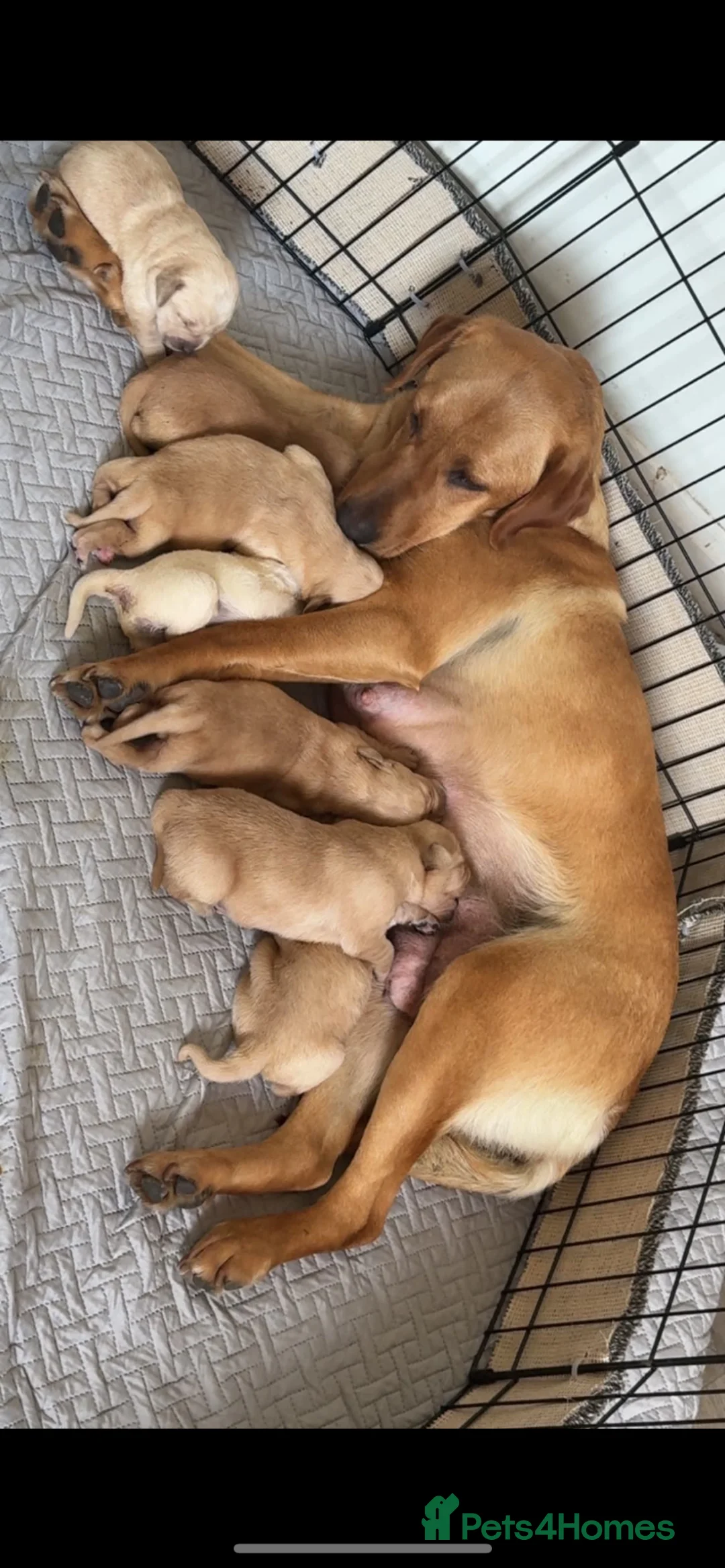 Goldador dogs for sale: Beautiful goldador pups in Barnsley - Advert 10