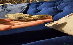 Lovebirds birds for sale: Beautiful hand reared baby love birds 🦜  - Image 9