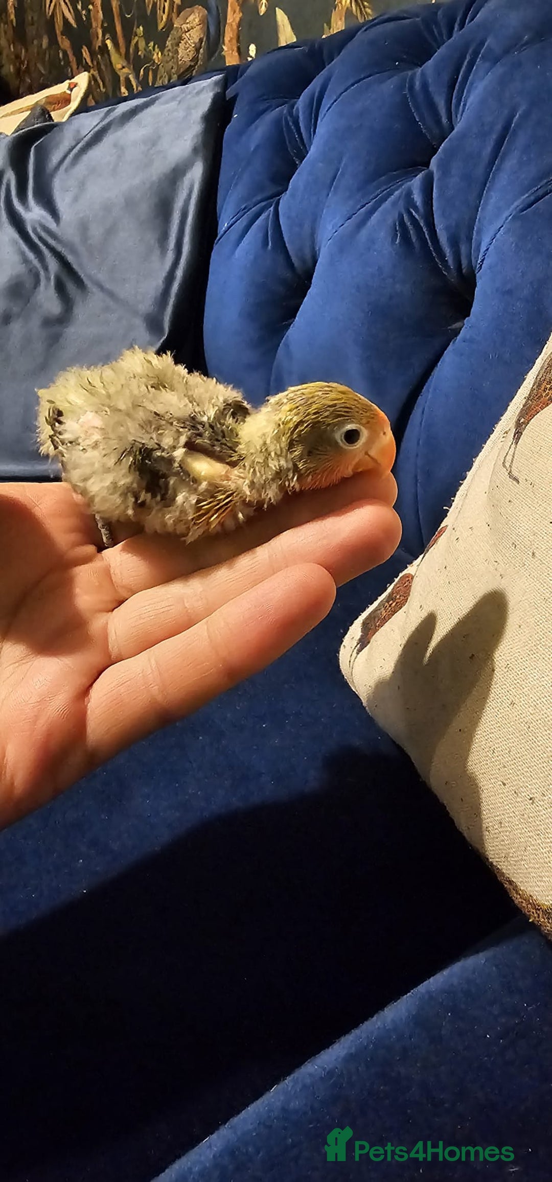Lovebirds birds for sale: Beautiful hand reared baby love birds 🦜  - Image 9