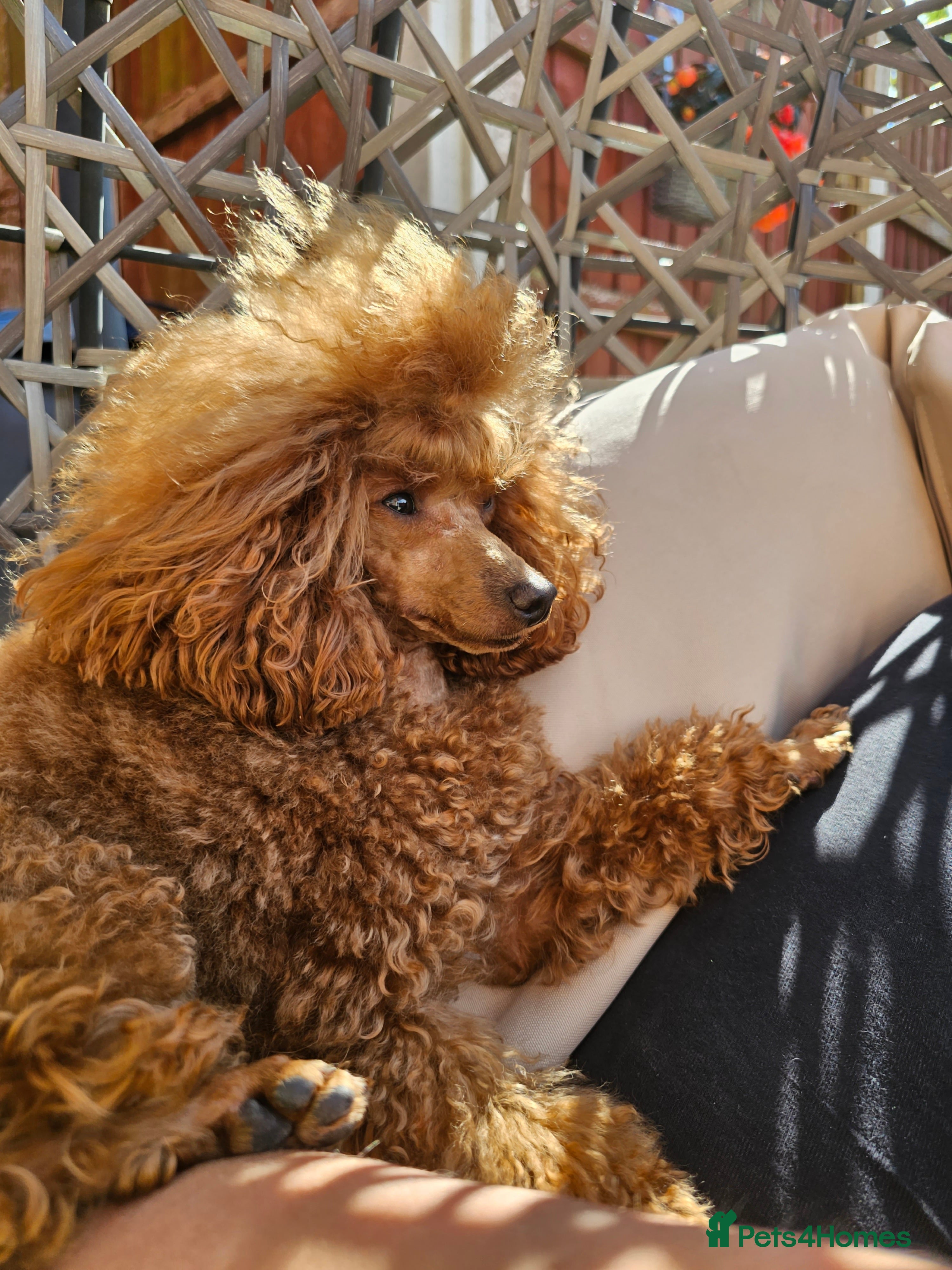 Toy Poodle dogs Cruft qualifying*KC *dark red** import from BnH in Birmingham - Advert 10