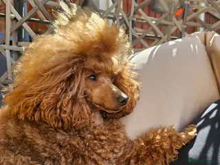 Toy Poodle dogs Cruft qualifying*KC *dark red** import from BnH in Birmingham - Advert 10