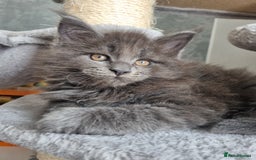 Maine Coon cats for sale: Maine Coon Kitten 1 - King-size Purebred Maine Coon kittens  - Image 10