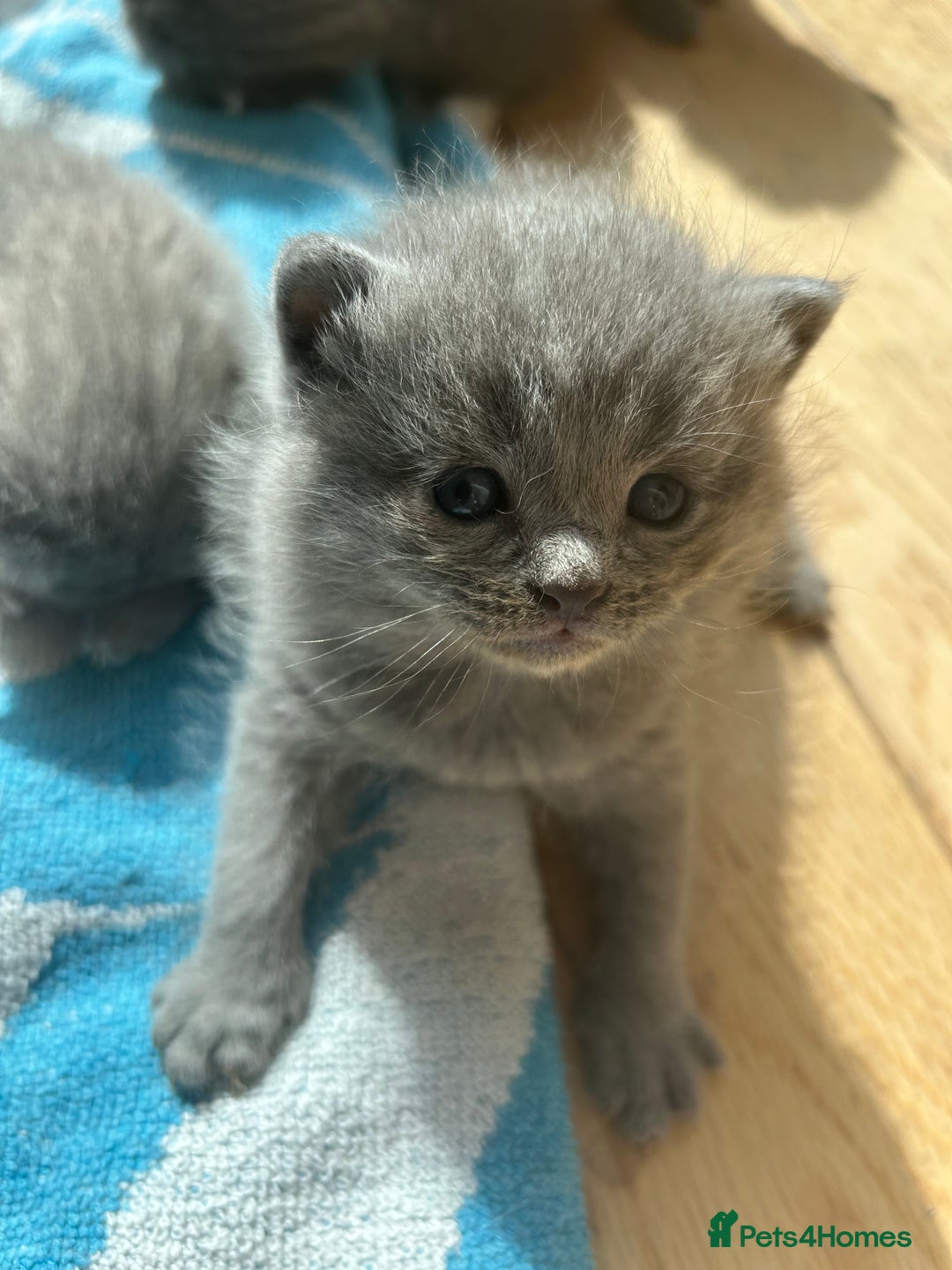 British Shorthair cats for sale: Stunning British Blue Short Hair Kittens - Image 11