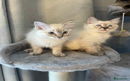 Ragdoll cats for sale: Ragdoll Kittens one girl one boy READY NOW  - Image 2