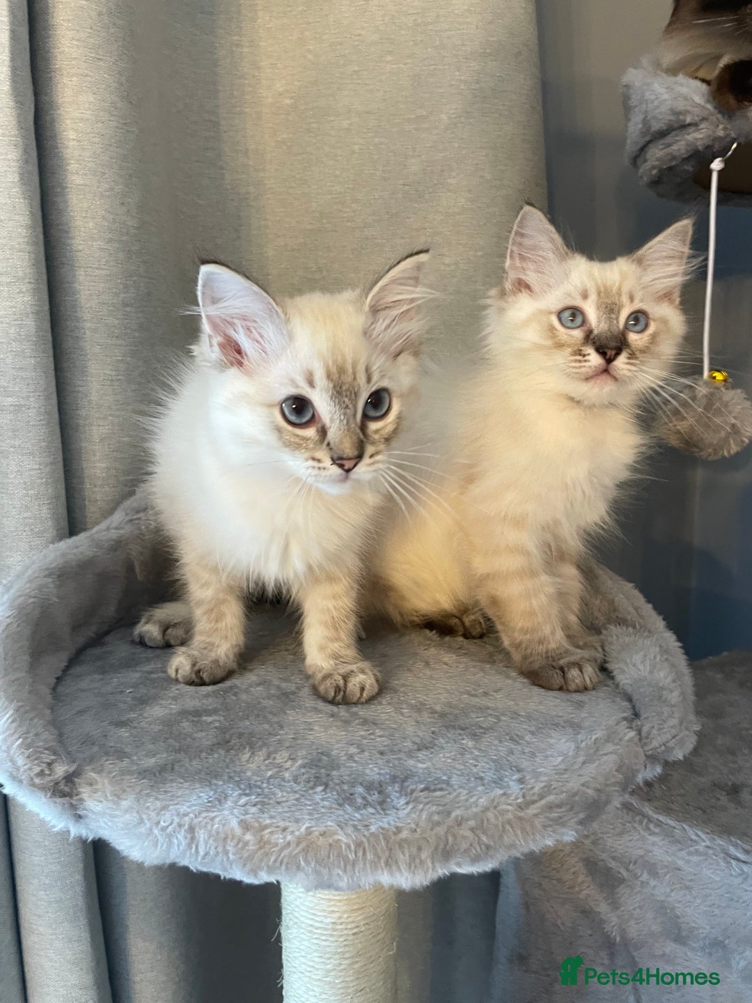 Ragdoll cats for sale: Ragdoll Kittens one girl one boy READY NOW  - Image 2