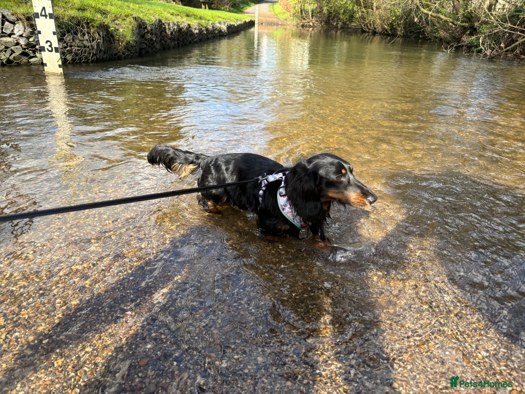 Miniature Dachshund dogs for sale:  long haired miniature dachshund male KC registere - Advert 18