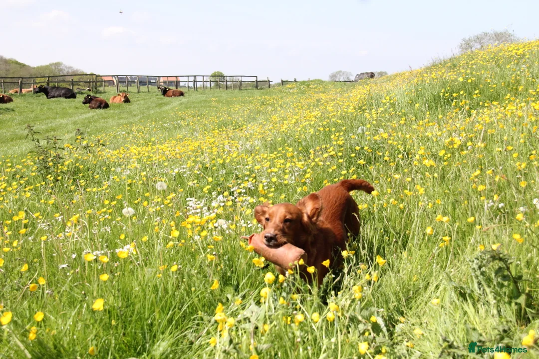 Cocker Spaniel dogs for stud: PROVEN Red Cocker Spaniel at Stud in Durham - Advert 9
