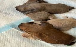 Shih Tzu dogs for stud: Stunning Lavender Dobie Shih Tzu in Motherwell - Image 9