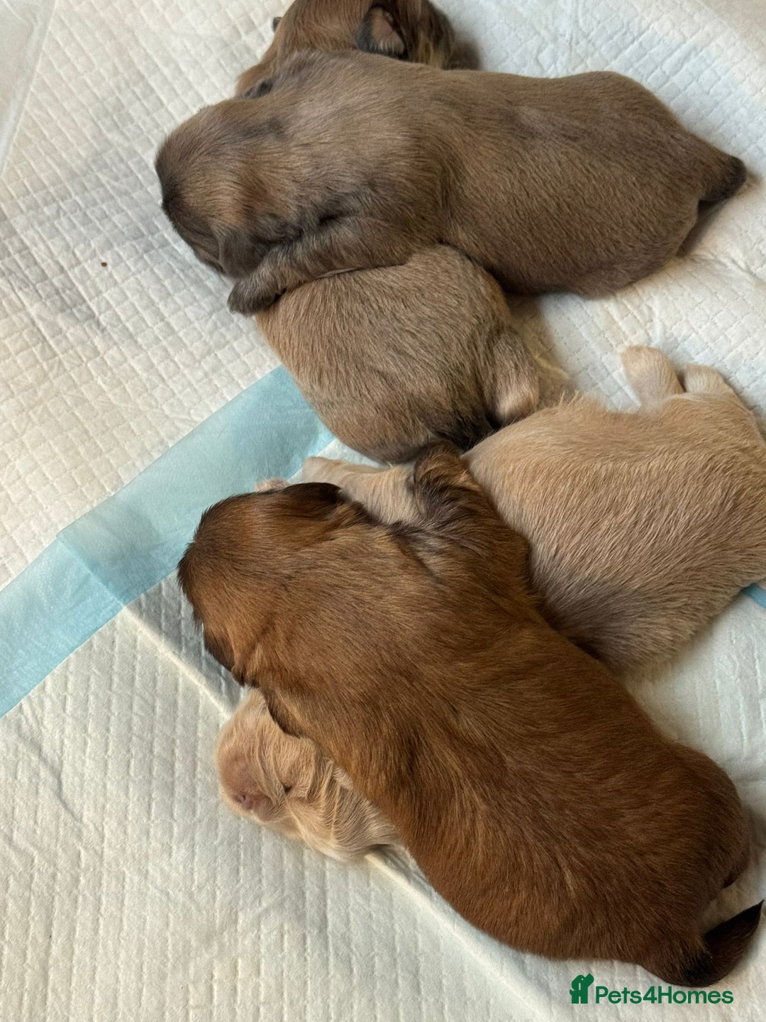 Shih Tzu dogs for stud: Stunning Lavender Dobie Shih Tzu in Motherwell - Image 9