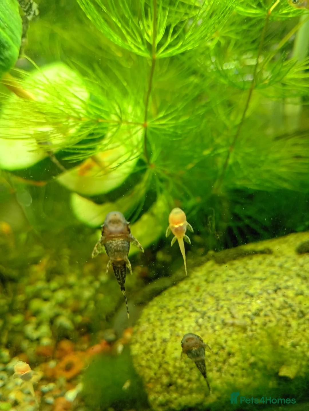Plecos fish for sale: Bristelnose plecos - Advert 6