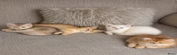 Scottish Fold cats for sale: Charming Scottish Straights and  Fold available. - Advert 8