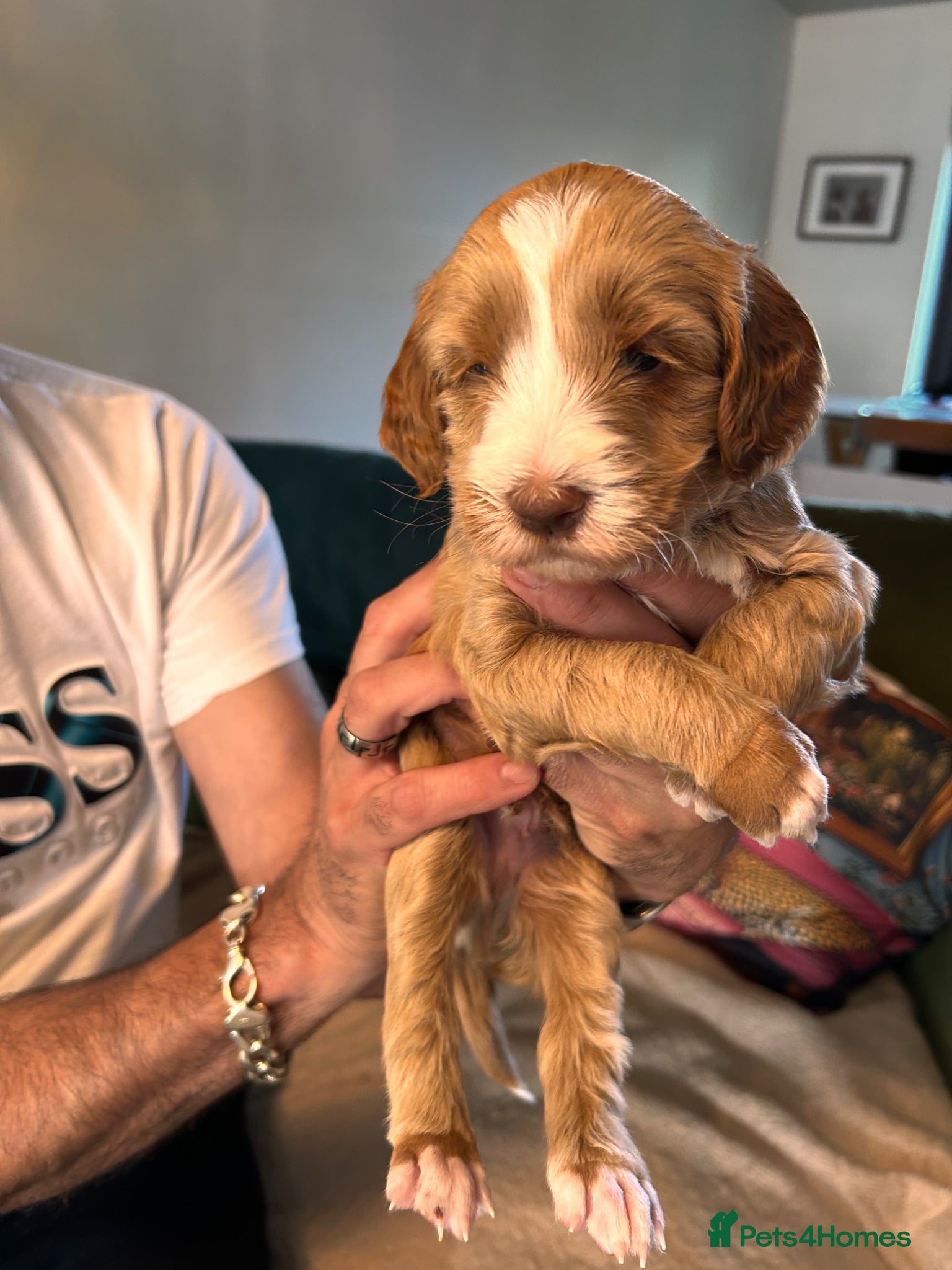 Australian Labradoodle dogs for sale: Australian labradoodle puppies  - Advert 6