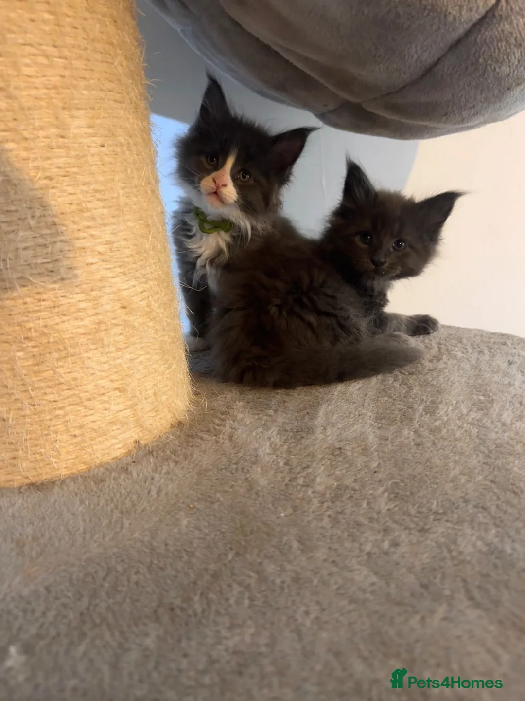 Maine Coon cats for sale: TICA REGISTERED Maine Coon Kittens - Advert 12