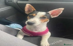 Jack Russell dogs for sale: Beautiful girl Jack Russell puppy  - Image 3