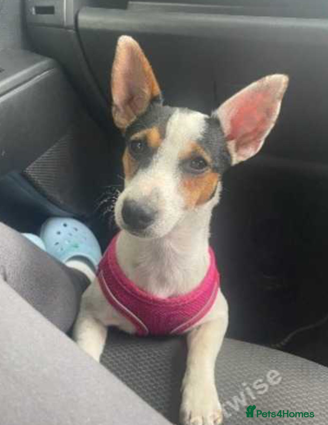 Jack Russell dogs for sale: Beautiful girl Jack Russell puppy  - Image 3