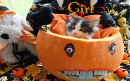 Maine Coon cats for sale: FABULOUS FLUFFY PEDIGREE MAINE COON KITTENS - Image 11