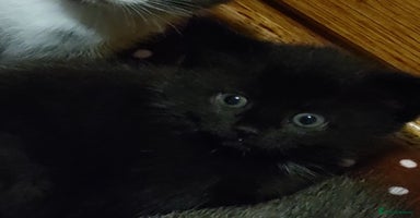 Mixed Breed cats - Advert 11