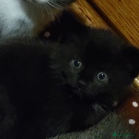 Mixed Breed cats - Advert 3