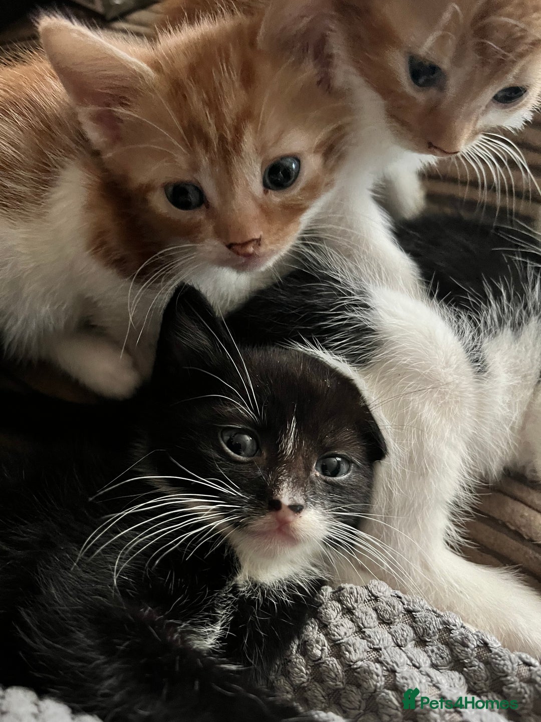 Mixed Breed cats for sale: 5 male munchkin x kittens  - Image 6