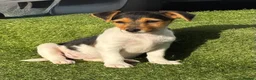 Jack Russell dogs for sale: Traditional short-legged Jack Russell puppy’s. - Advert 2