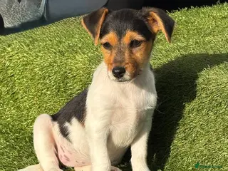 Jack Russell dogs Traditional short-legged Jack Russell puppy’s. - Advert 2