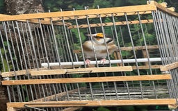 Finches birds for sale: Goldfinch for sale  - Image 23