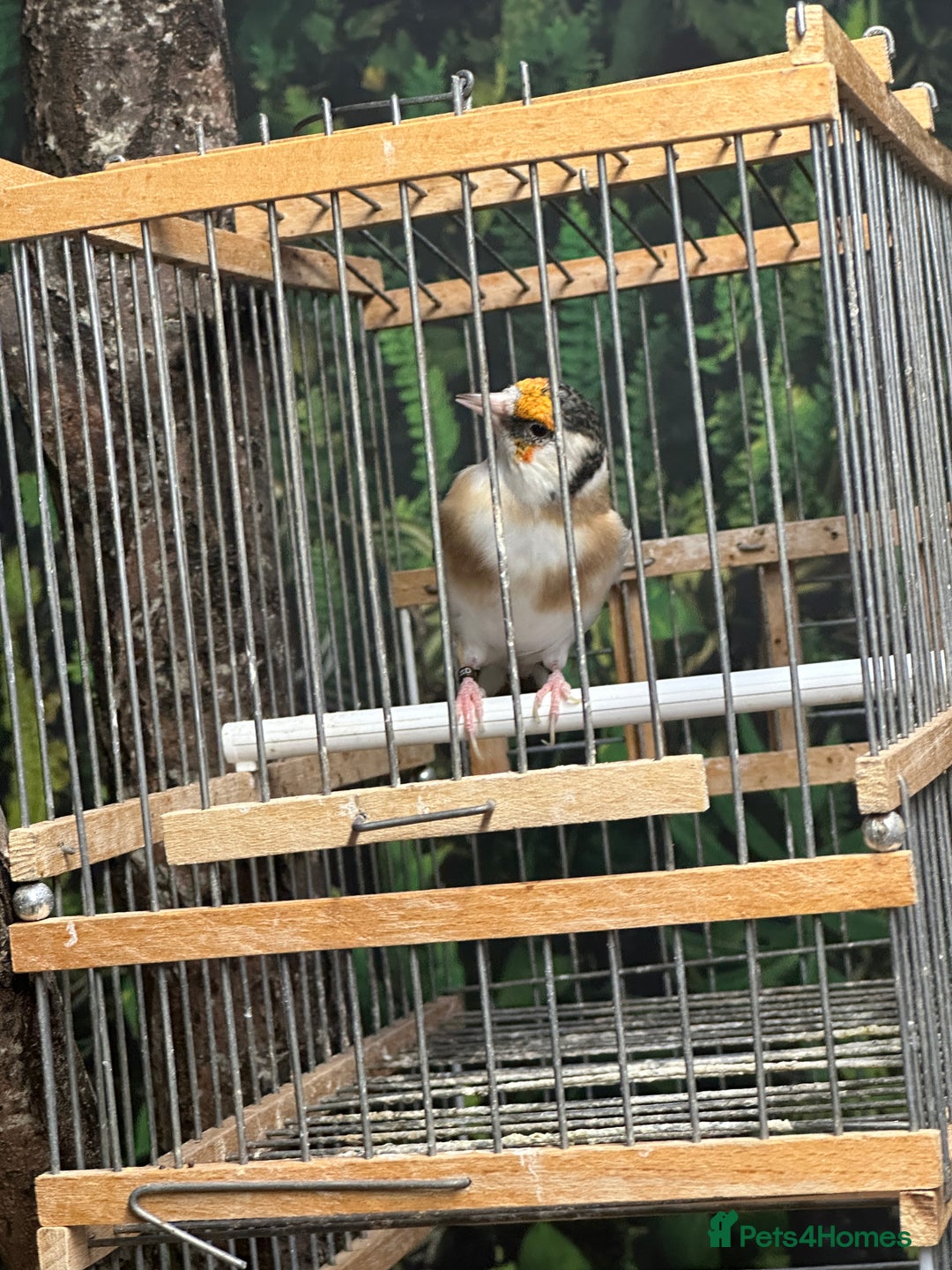 Finches birds for sale: Goldfinch for sale  - Image 23