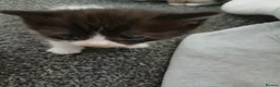 Mixed Breed cats for sale: Blended Ragdoll kittens - Advert 8