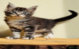 Maine Coon cats for sale: Beautiful pure bred Maine Coon kittens - Image 29