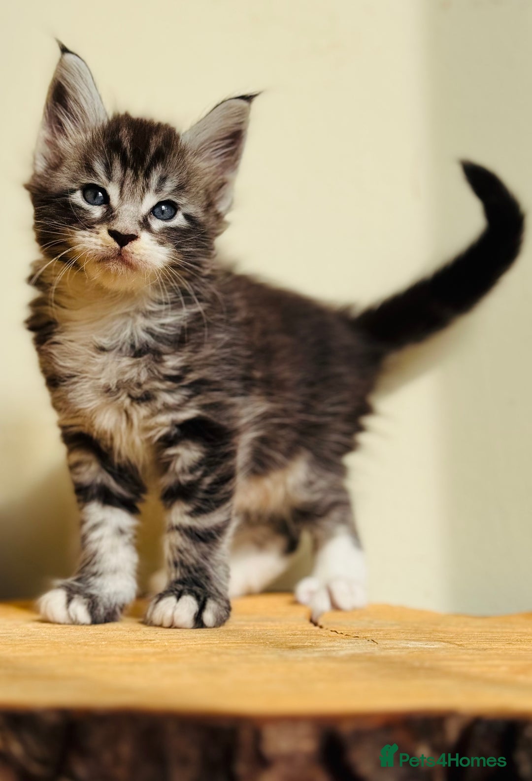Maine Coon cats for sale: Beautiful pure bred Maine Coon kittens - Image 29