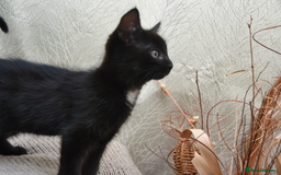 Mixed Breed cats for sale: Beatiful Maine-Coone/Bombay Kittens - Image 10