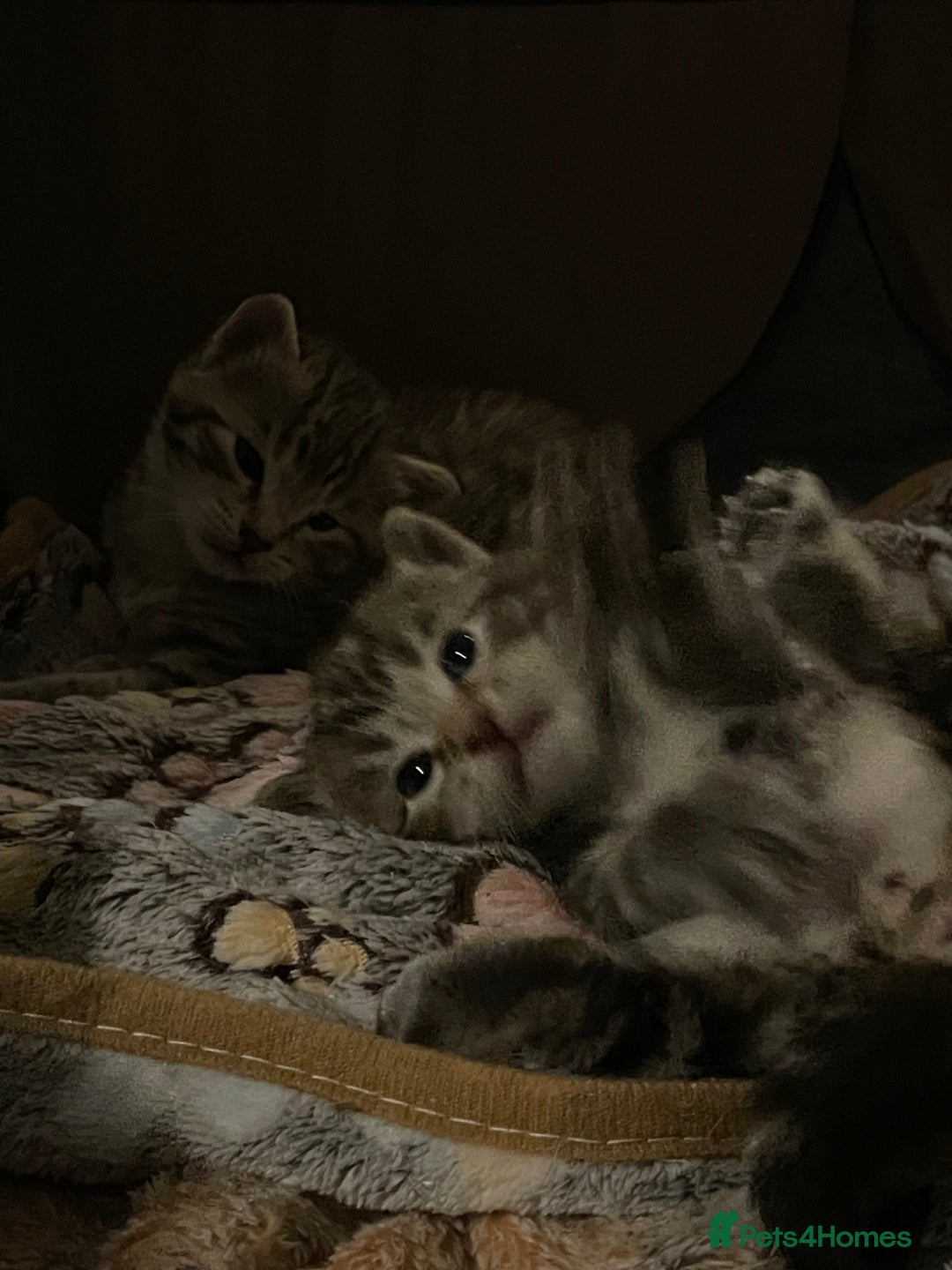 Mixed Breed cats for sale: Kittens For Sale  - Advert 14