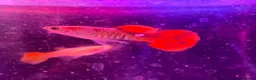 Live Bearers fish for sale: Guppies platies and Danios for sale  in Bromley - Advert 9