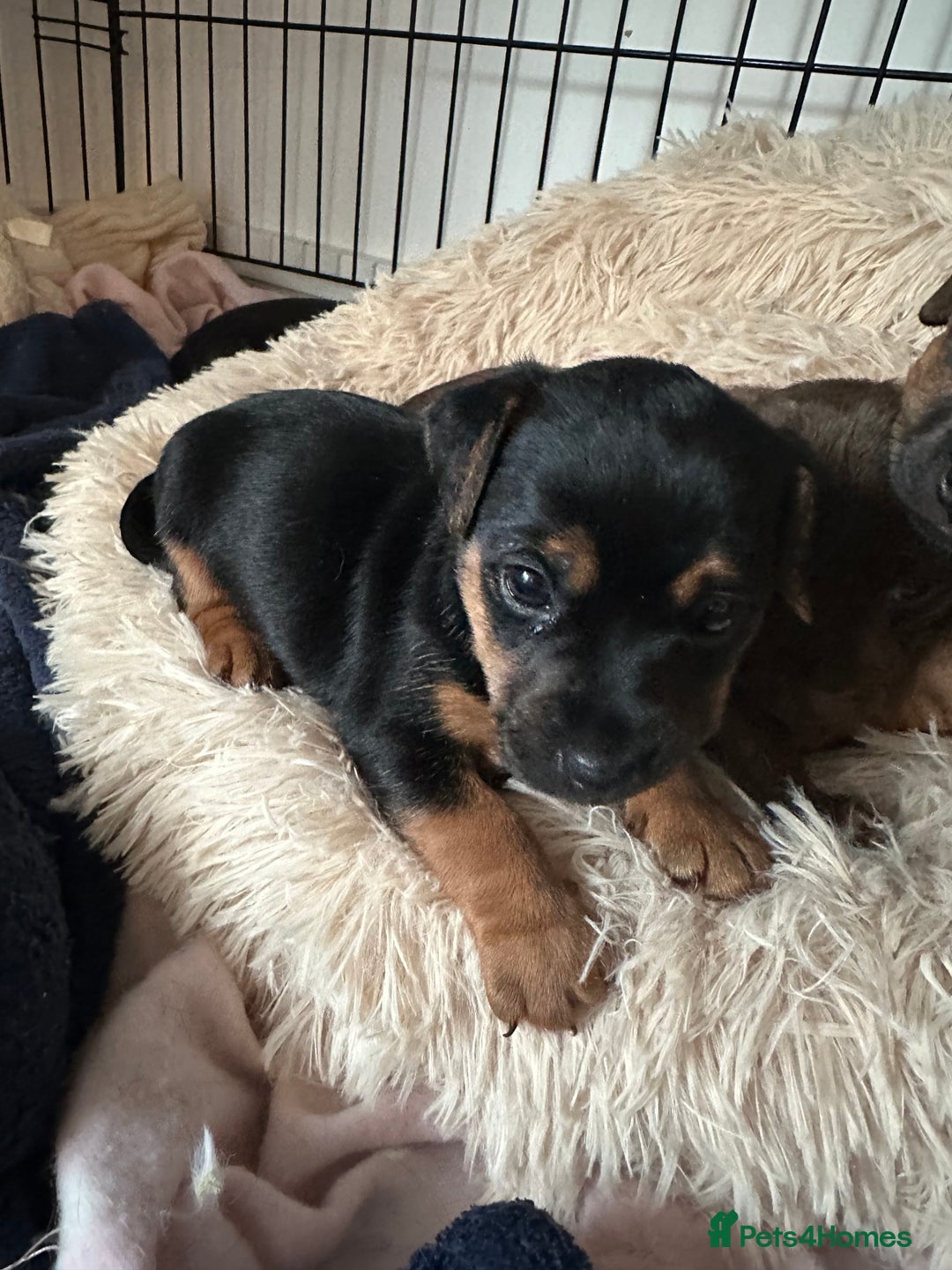 Jack Russell dogs for sale: Beautiful Jack Russell Puppies  - Image 23