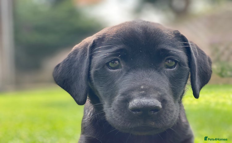 Labrador Retriever dogs - Advert 1