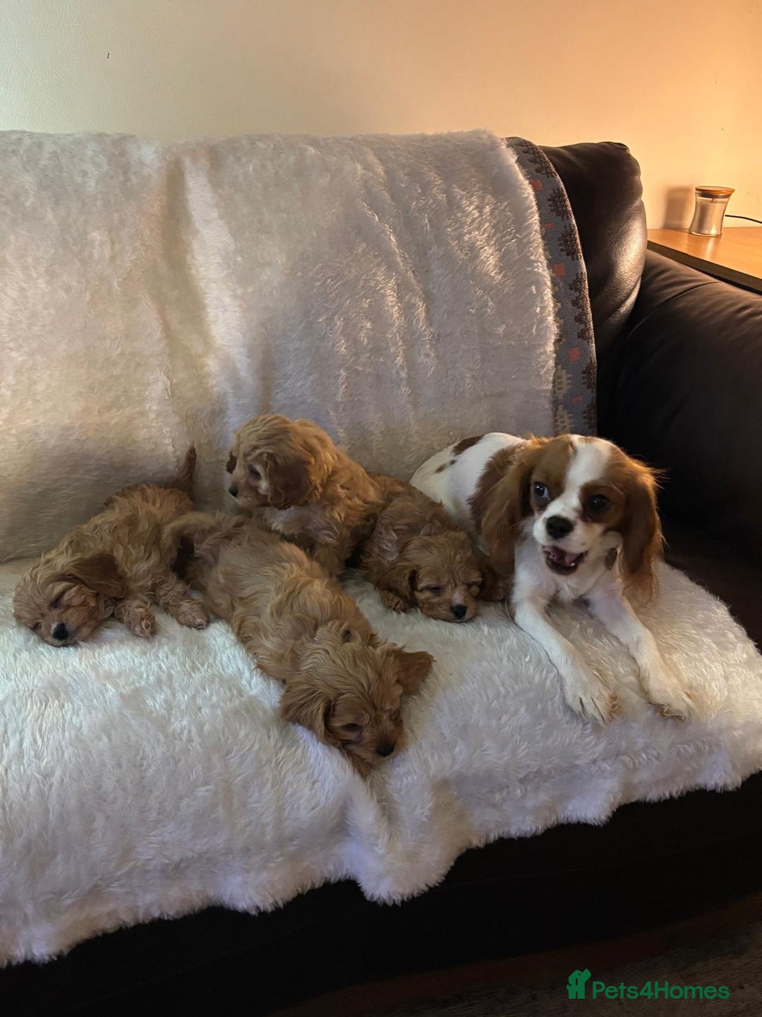 Cavapoo dogs for sale: Cavapoo F1 Ready Now - Advert 3