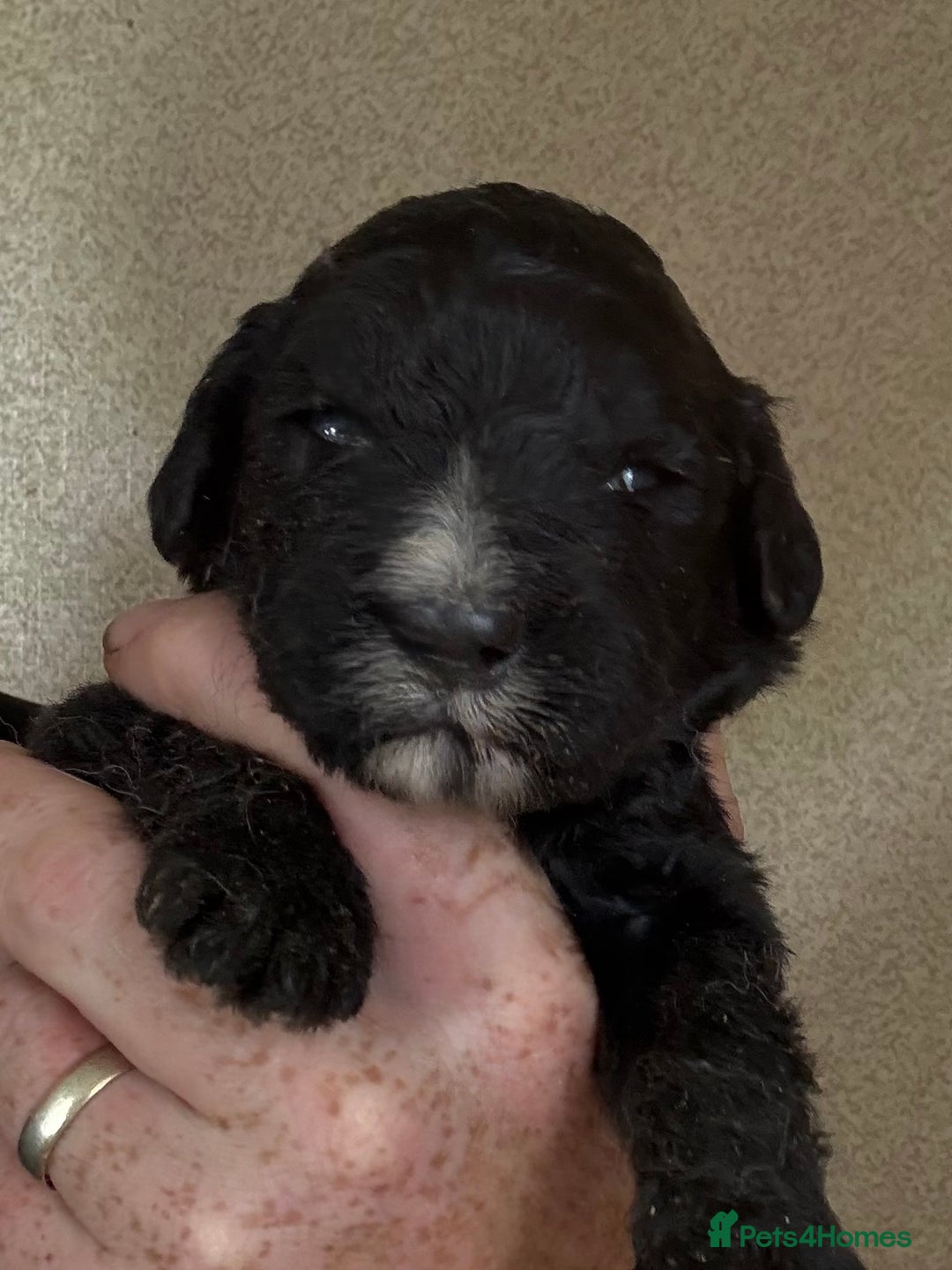 Bernedoodle dogs for sale: f1 St Berdoodle Pups - Image 2