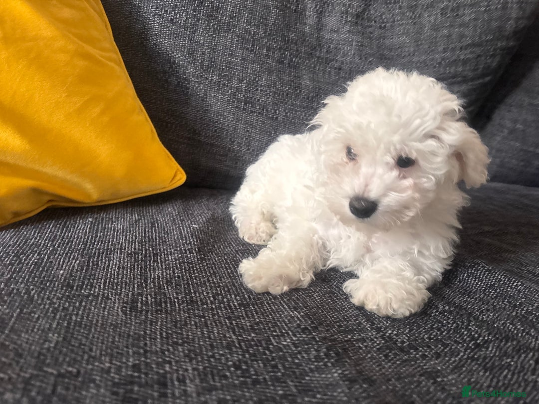 Bichon Frise dogs for sale: Pure Bichon girl puppy for sale in Bromsgrove - Image 3