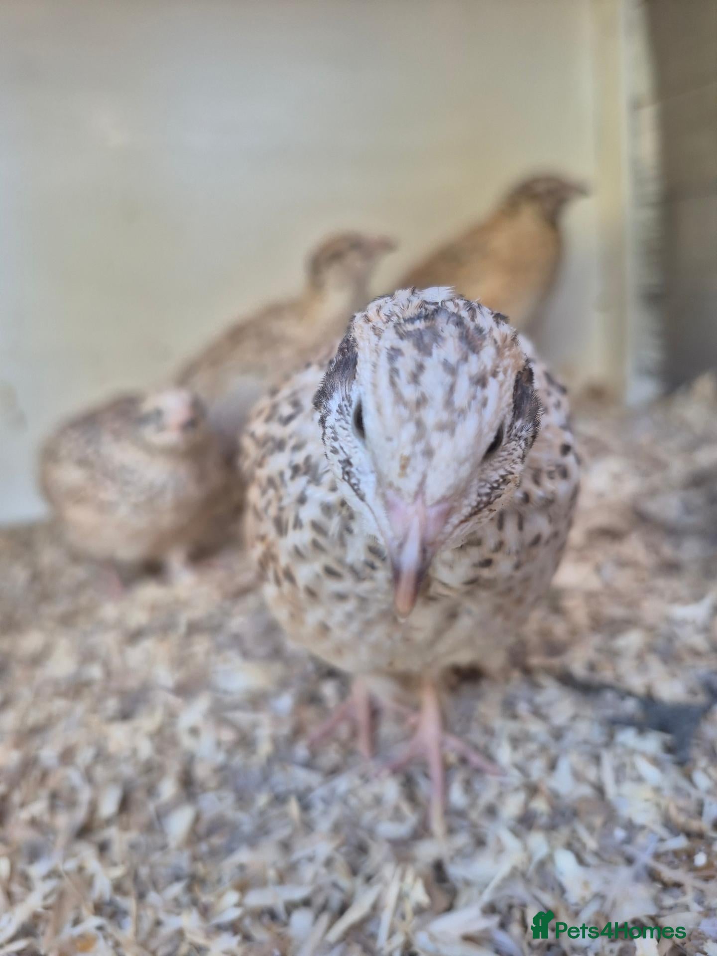 Quail poultry POL Italian Quail - Advert 1